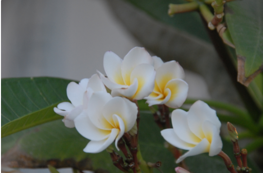 刺激的虎狼之词1000句