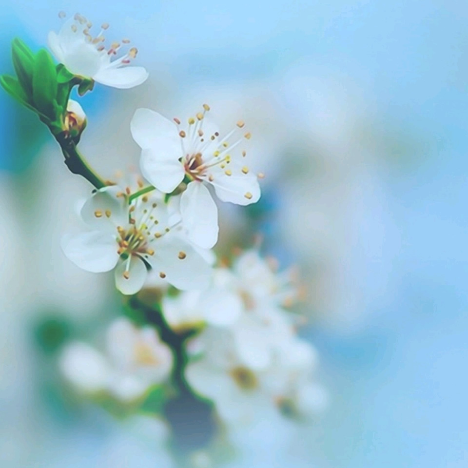 适合做微信头像的照片