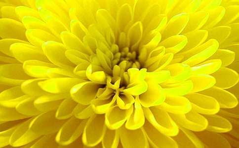 关于菊花的谜语