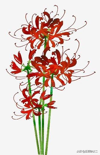 分享九首彼岸花的诗句,喜爱者可收藏