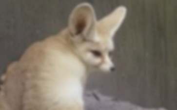 小狐狸买手套读后感600字