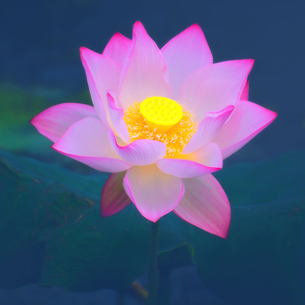 适合做微信头像的照片