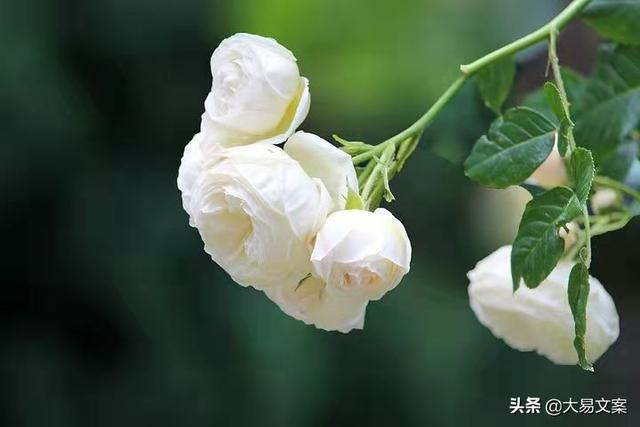 关于被追求的文案励志(热门文案短句励志) 关于被追求的文案励志(热门文案短句励志)