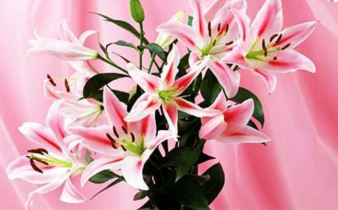 百合花简笔画步骤图解