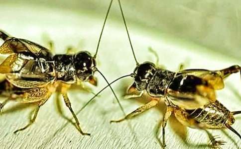 《蟋蟀的住宅》教学设计（精选20篇）