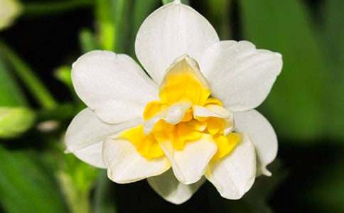 水仙花的观察日记5篇