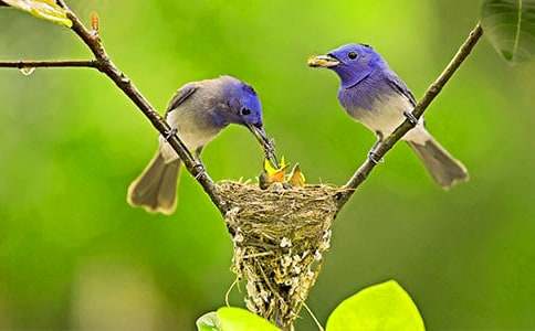 飞越太平洋的小鸟作文