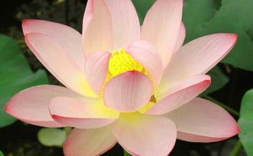 荷花简笔画步骤图