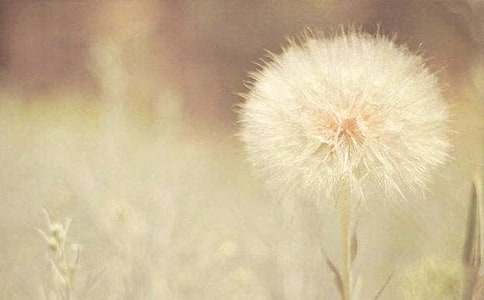 蒲公英简笔画画法步骤