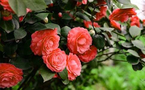 山茶花现代文阅读答案