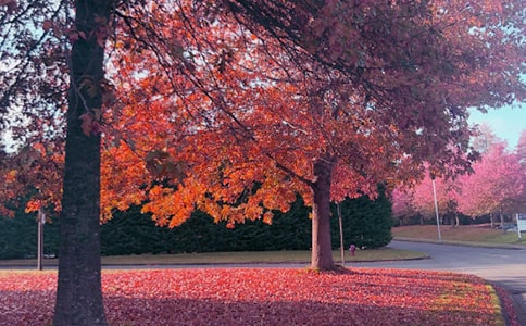 我言秋日胜春朝作文800字