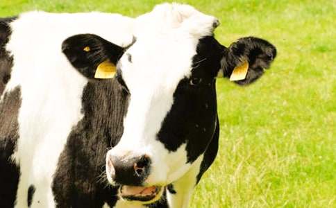 奶牛的简笔画步骤图