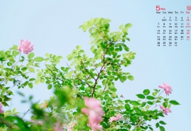 高晓松写在五十岁：半生倏忽而过