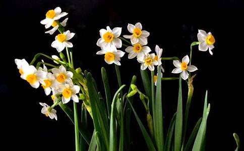 水仙球的回忆作文