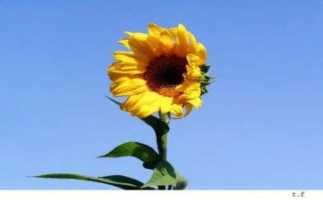 小学年度教师培训计划5篇