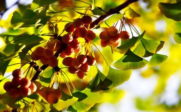 二年级秋学期体育教学计划8篇