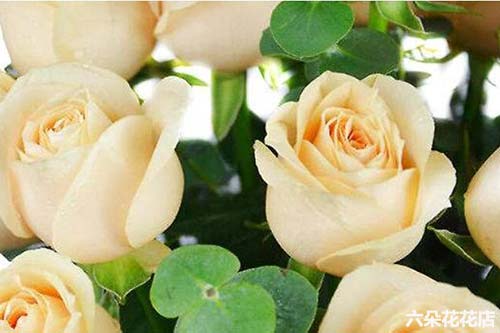 玫瑰花语大全