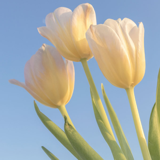 适合做微信头像的照片