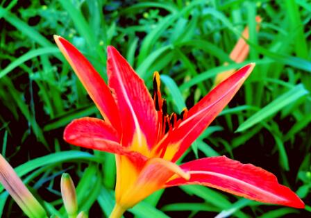 好媳妇是家的调和剂