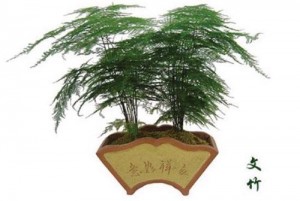 文竹的养殖方法和注意事项