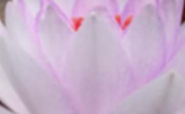 夏至吃什么传统美食