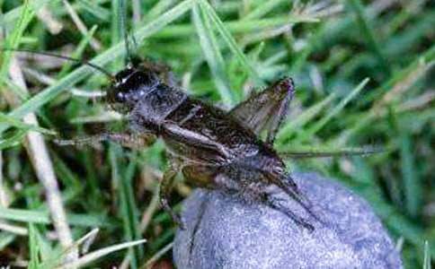 蟋蟀的住宅教案(集锦15篇)