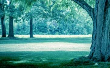 大树简笔画步骤