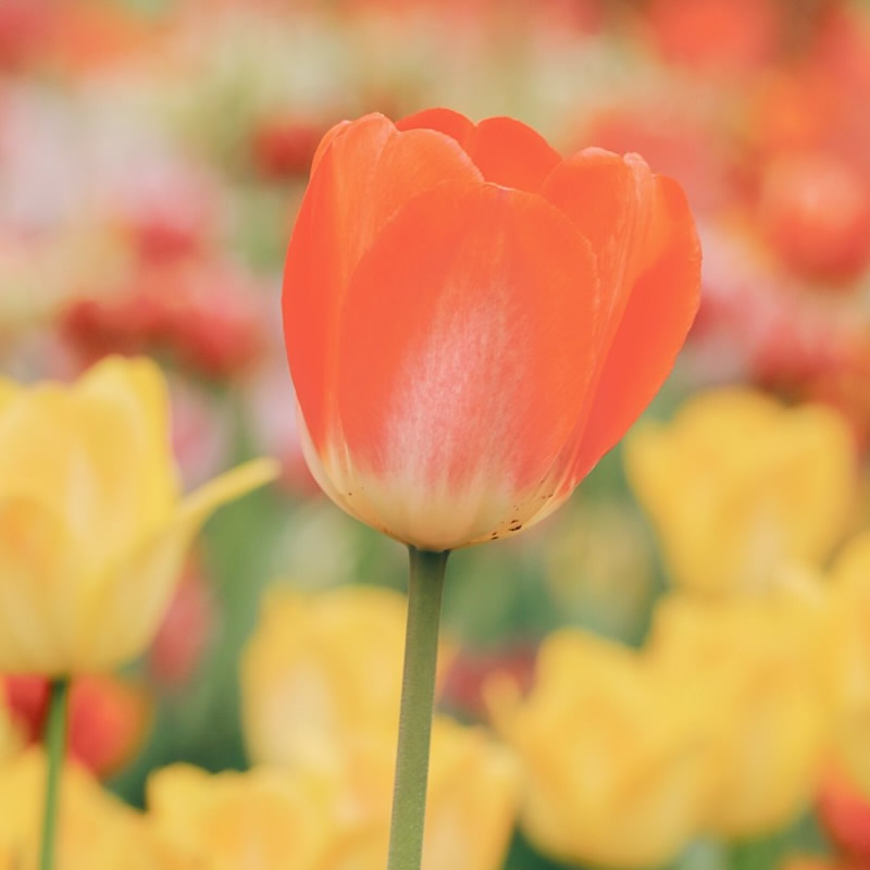 适合做微信头像的照片