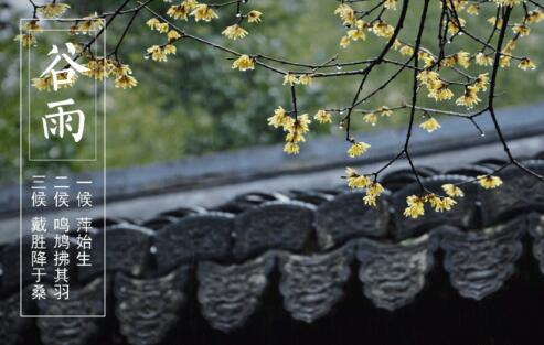 今日谷雨