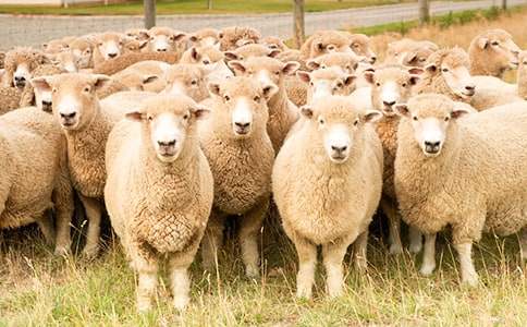 绵羊简笔画步骤图