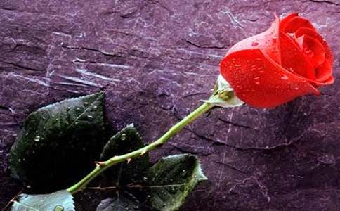 送人粉色玫瑰代表的寓意