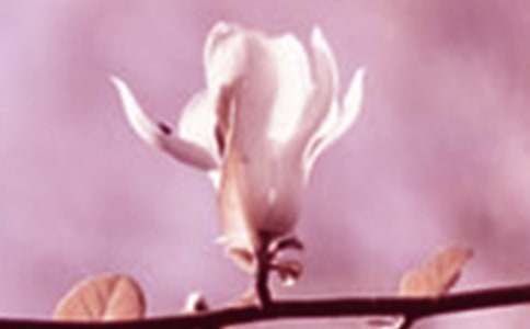 玉兰花花语是什么