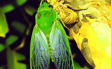 知了简笔画步骤图