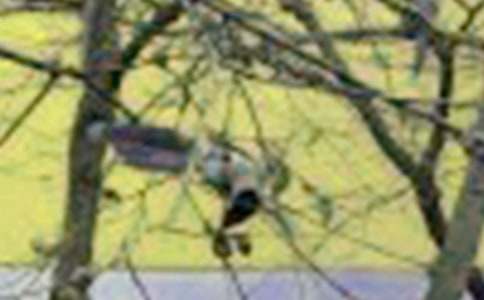 石头和小鸟的寓言故事