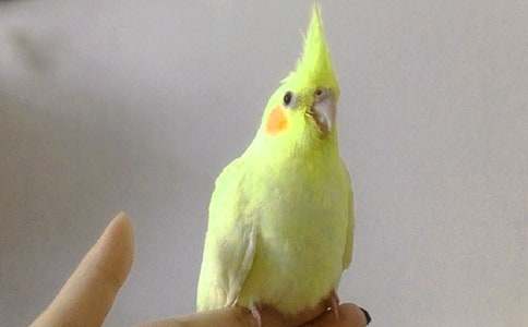 《鹦鹉赋》诗词鉴赏