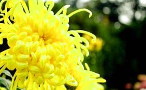 描写菊花的诗句(15篇)
