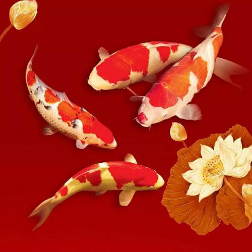 适合长期不换的头像，20张微信头像，各种风格，不重样