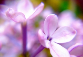 人生有三苦,愿你始终微笑面对!