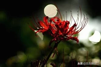 分享九首彼岸花的诗句,喜爱者可收藏