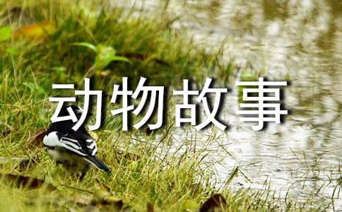 动物故事(精选31篇)