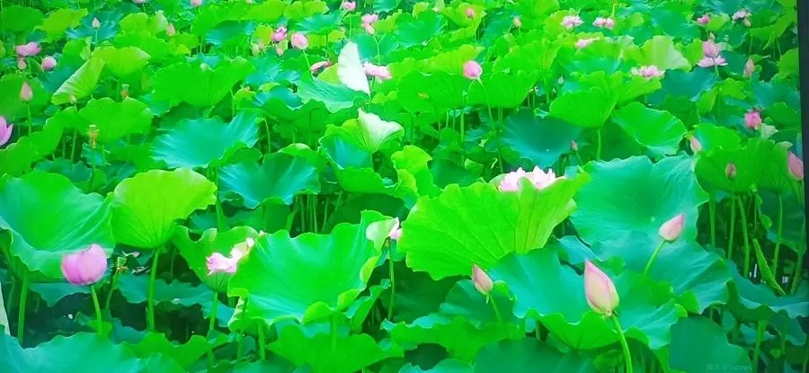 荷花的句子唯美短句