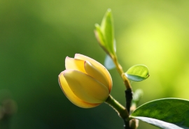 马云接班人： 5000亿美元的阿里巴巴，凭什么交给他