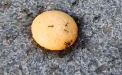 蚂蚁报恩的寓言故事