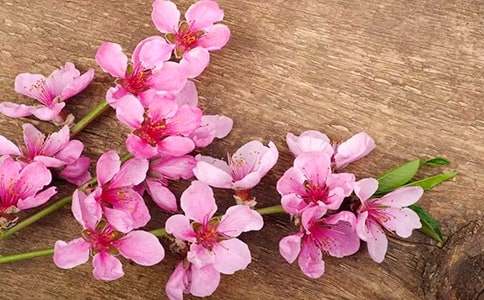 桃花日记集合六篇