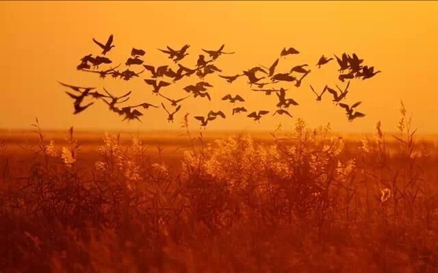 黄昏的歌词_黄昏放牛歌词_黄昏晓的歌词