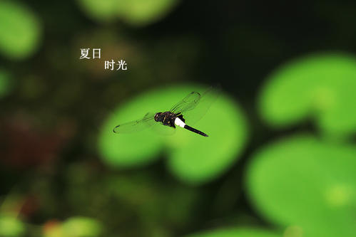 夏日时光简短句子说说 时间过得快的句子说说心情短语