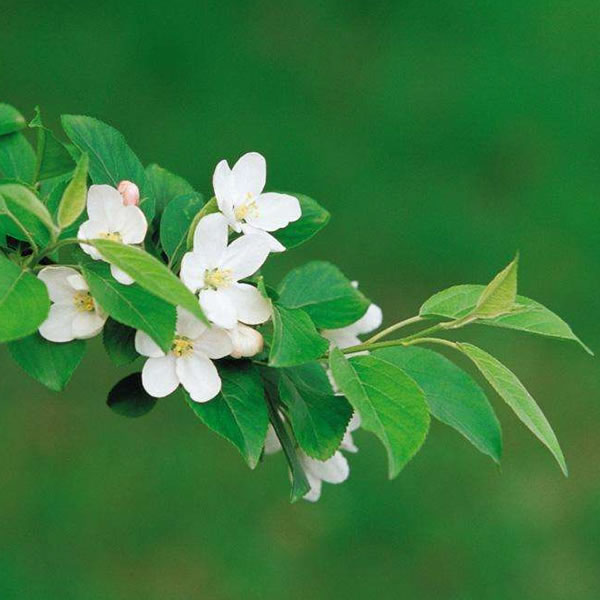 适合做微信头像的照片