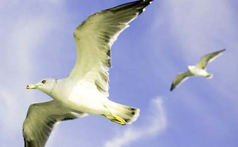 海鸥乔纳森读后感600字