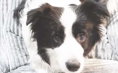 有关小狗的日记10篇