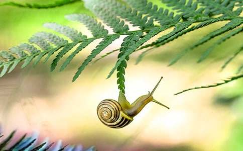 精选蜗牛日记汇编5篇